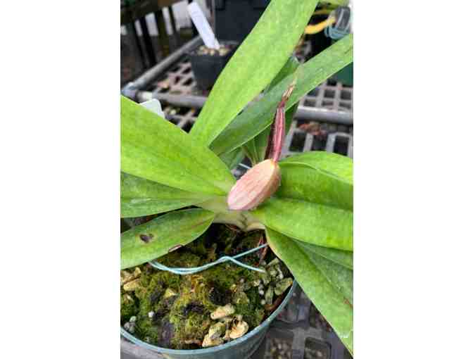 Paphiopedilum hybrid 'Deli Saint'