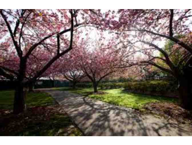 4 Guest Passes to the Brooklyn Botanic Gardens - Photo 2