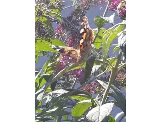 Monarch Attracting Butterfly Bush