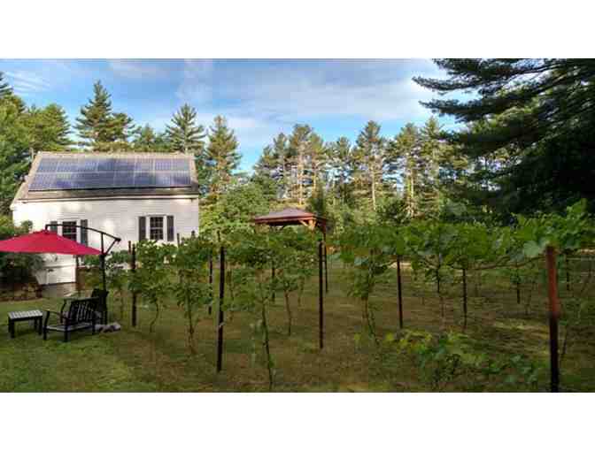 Averill House Vineyard - Tasting and Tour for 4 adults