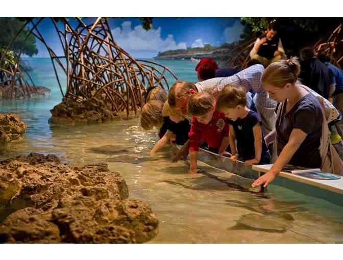 New England Aquarium in Boston, MA-- Four Admission Passes