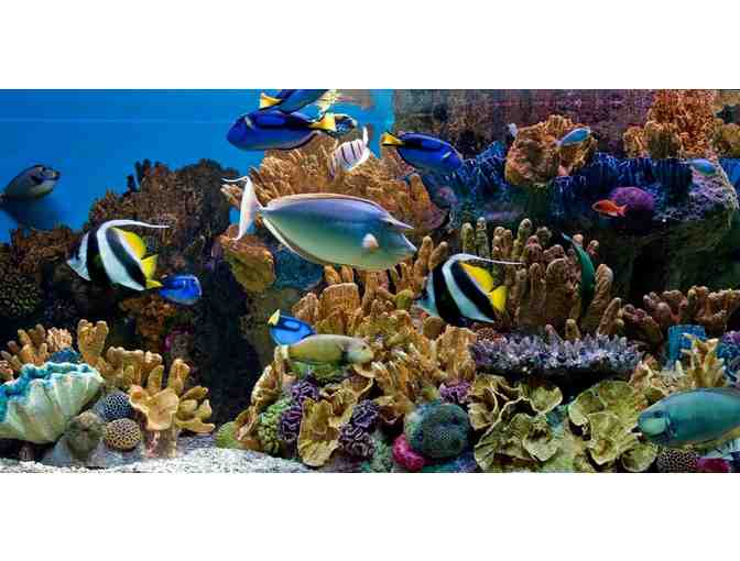 New England Aquarium in Boston, MA-- Two Admission Passes