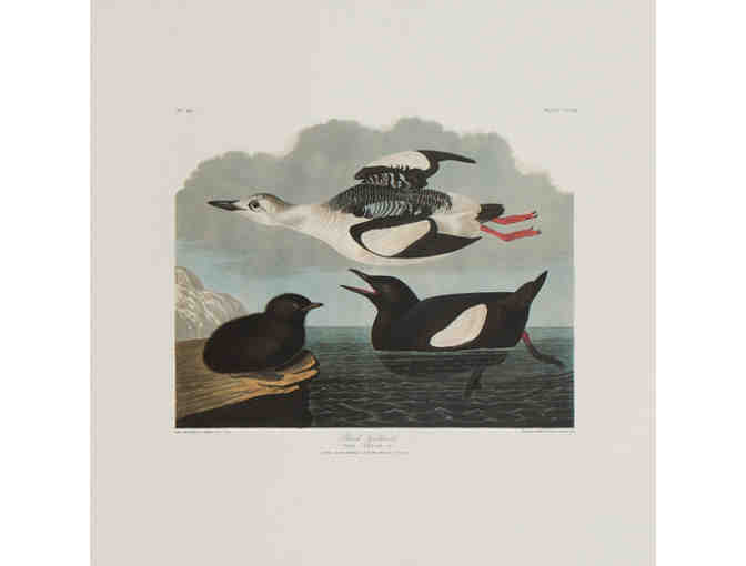 'Plate 219, Black Guillemot' Print, Audubon Birds of America, Abbeville Edition