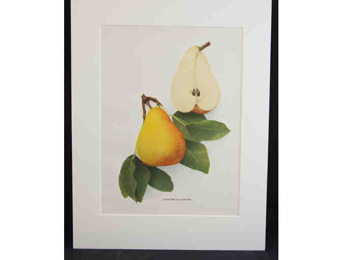 Antique Pear Prints from The Pears of New York, Set of Two, Matted