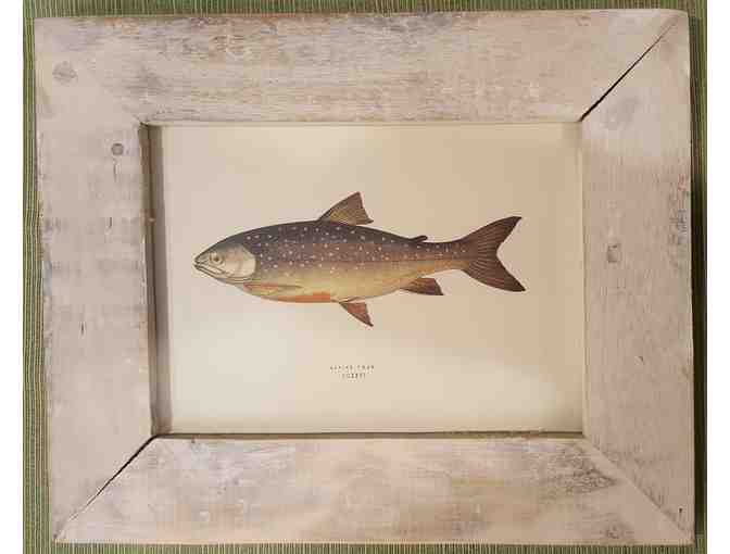 Two Framed Fish Prints