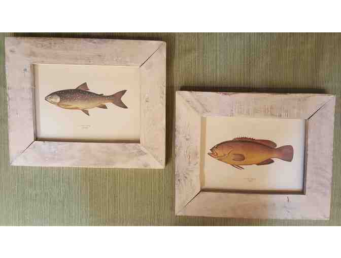 Two Framed Fish Prints