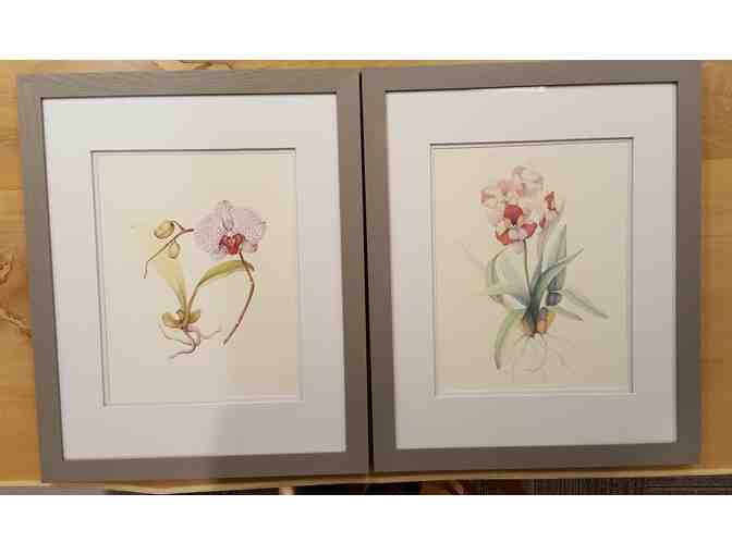 Framed Botanical Orchid Prints, by Judith Baker - Set of 2