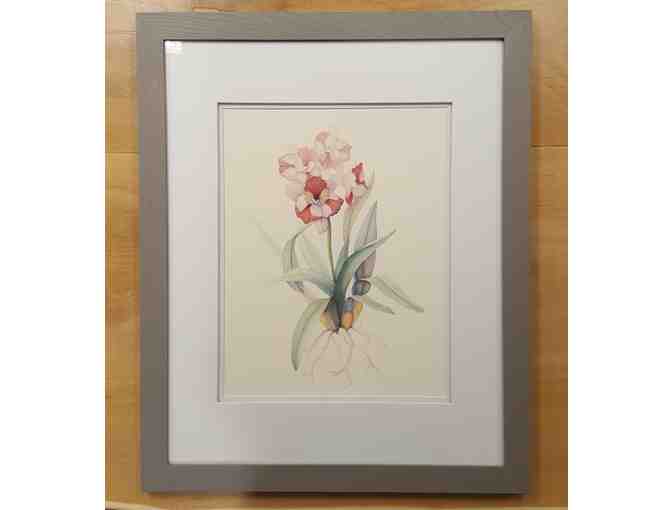 Framed Botanical Orchid Prints, by Judith Baker - Set of 2