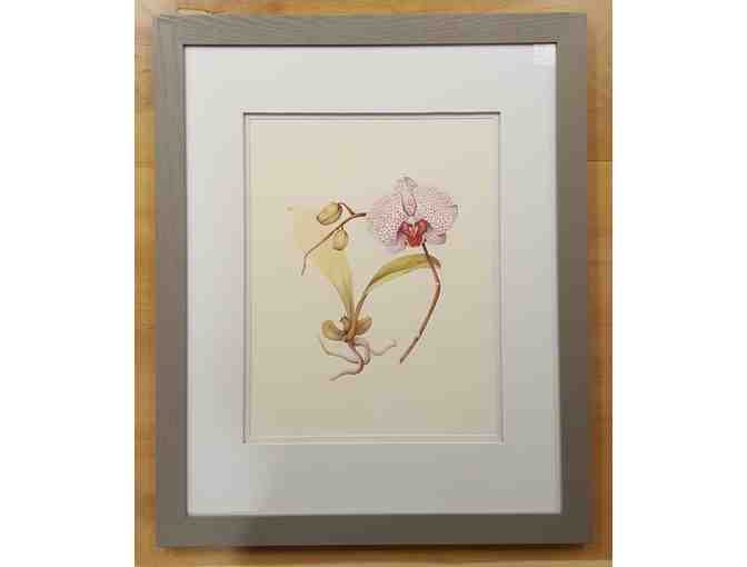 Framed Botanical Orchid Prints, by Judith Baker - Set of 2