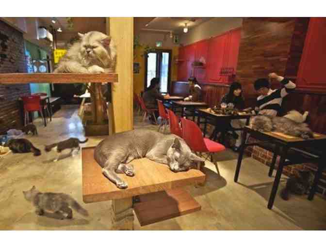 Koneko Cat Cafe - 1 Hour Visit to the Cattery  (Catnap) for 3 People