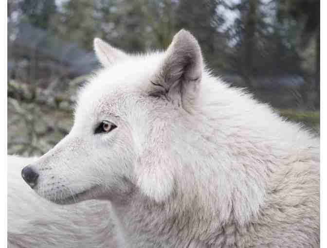 The Wolf Conservation Center - Admission for (2) Adults and (2) Kids