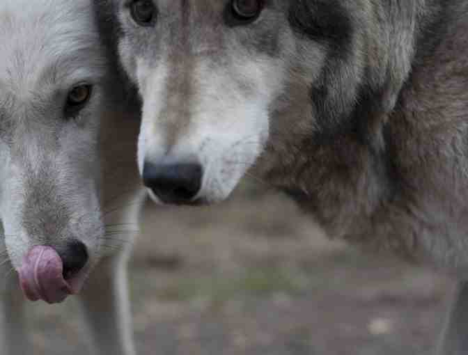 The Wolf Conservation Center - Admission for (2) Adults and (2) Kids