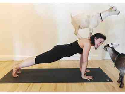 2 Goat Yoga Tickets to Laughing Frog Yoga