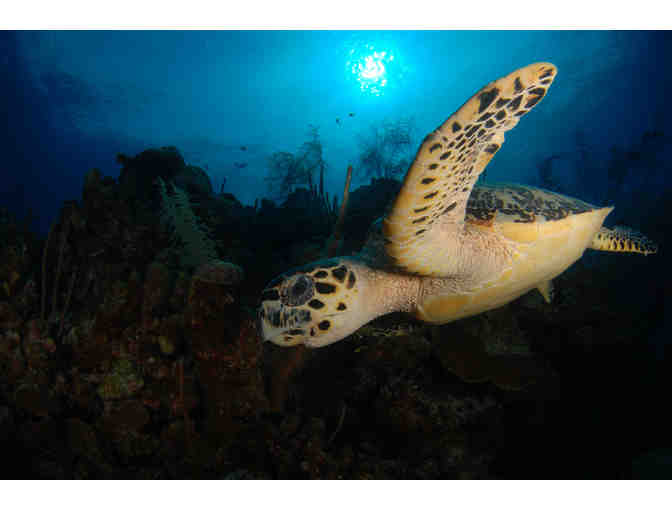 SCUBA diving trip for TWO aboard the luxury liveaboard vessel Belize Aggressor IV