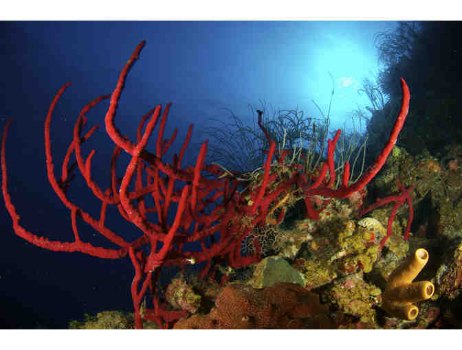 SCUBA diving trip for TWO aboard the luxury liveaboard vessel Belize Aggressor IV