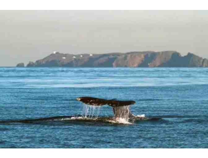 A Wildlife Cruise or Winter Whale Watch for 2 adults aboard Island Packers