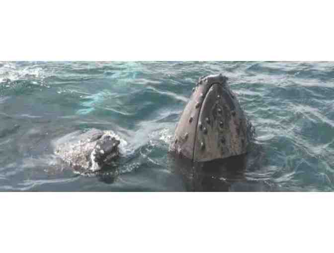 A Wildlife Cruise or Winter Whale Watch for 2 adults aboard Island Packers