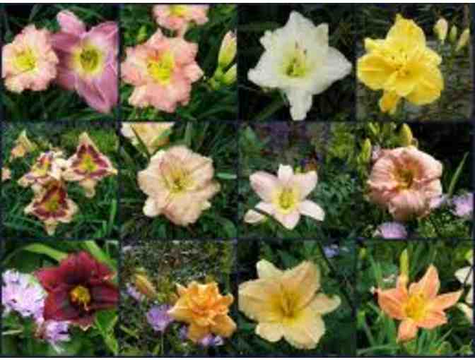 Parsonage Daylilies Plant Collection - $50 gift certificate