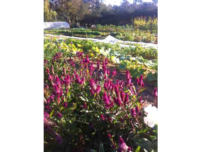 Eight (8) Weeks of Community Supported Agriculture (CSA) from Farmer Leo's