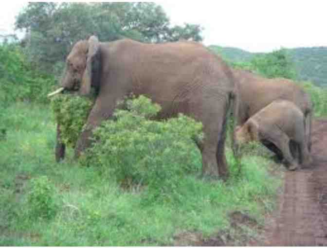 African Photo Safari