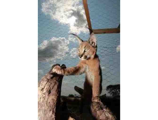 African Photo Safari