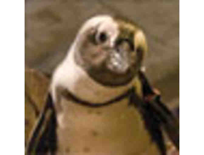 New England Aquarium - Two Admission Tickets