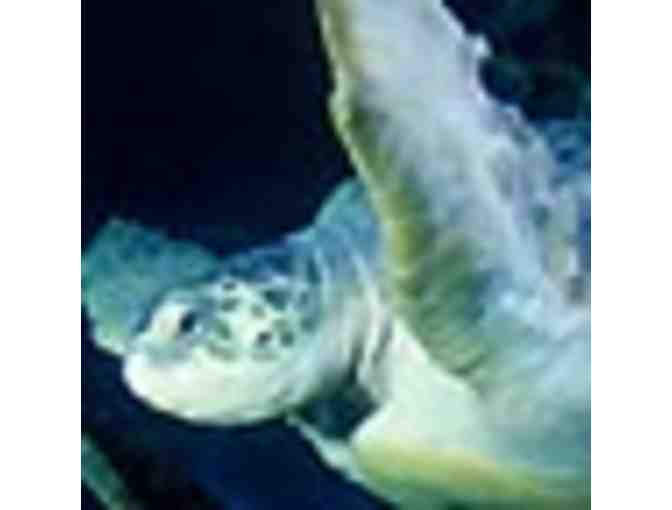 New England Aquarium - Two Admission Tickets
