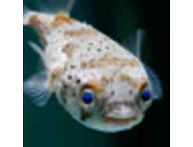 New England Aquarium - Two Admission Tickets