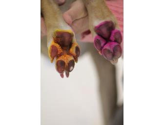 Paw paintings by shelter pets