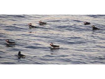 Sunset Puffin or Puffin/Nature Cruise for Two - Monhegan Boat Line