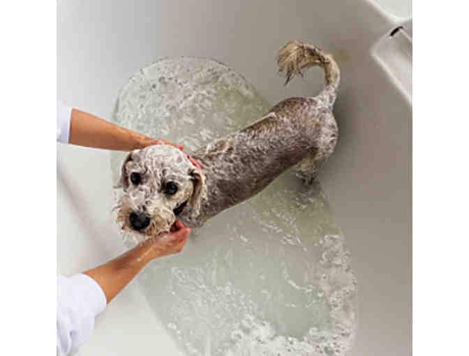 U-Wash Pets dog wash package