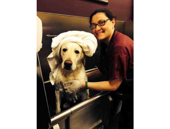 Bend Pet Express Dog Wash