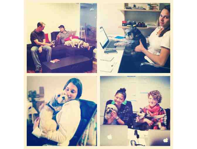 BarkBox subscription 1 month