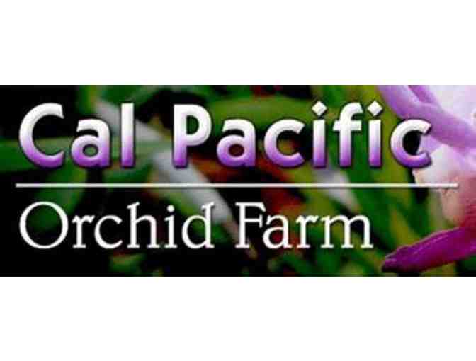 LIVE EVENT ONLY: Cal Pacific Orchid Farm - One of a Kind LARGE Orchid Arrangement