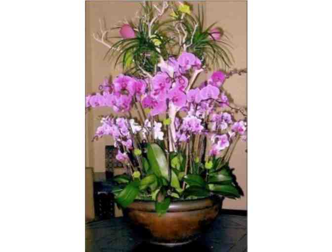 LIVE EVENT ONLY: Cal Pacific Orchid Farm - One of a Kind LARGE Orchid Arrangement