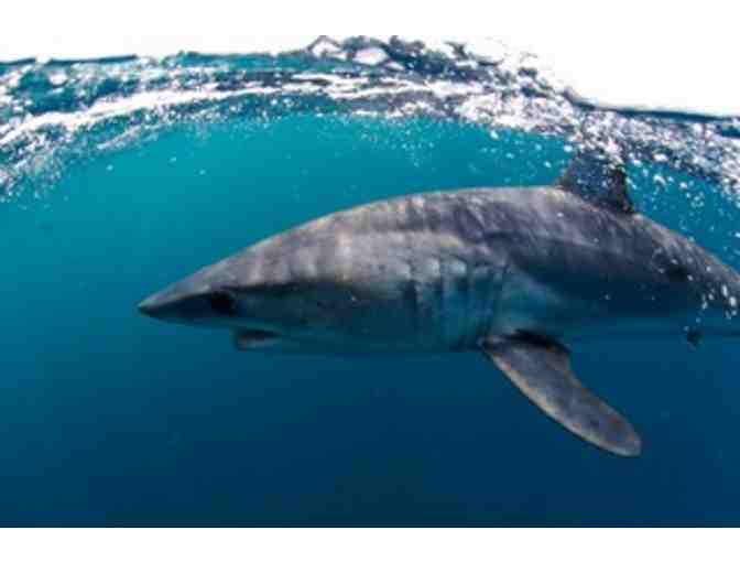 Fly Fishing for Mako Shark in San Diego with Conway Bowman