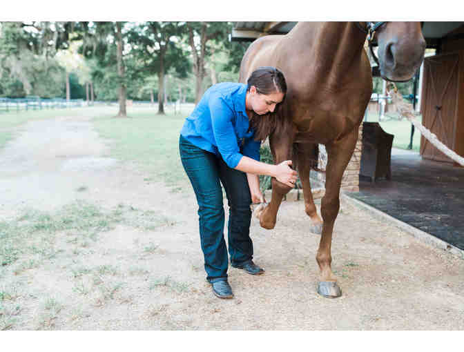 Equine Wellness Session