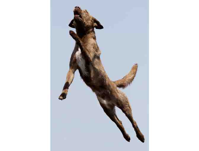 Platinum Performance - One 50 lb. Bucket of PP Complete Joint Powder