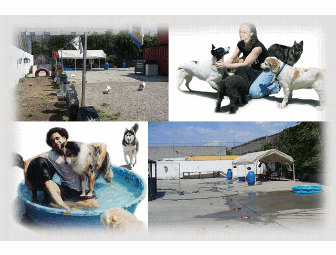 Woofs 'n Whiskers - 4 Consecutive Nights of Dog Boarding