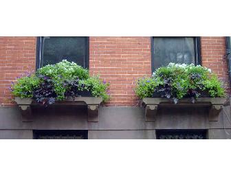 Florence's Gardens - One-Hour Expert Gardening Consultation