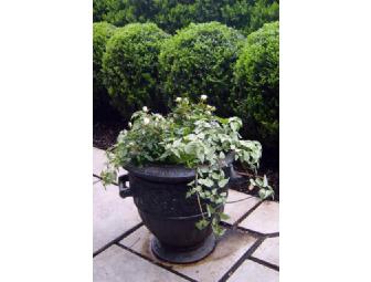 Florence's Gardens - One-Hour Expert Gardening Consultation