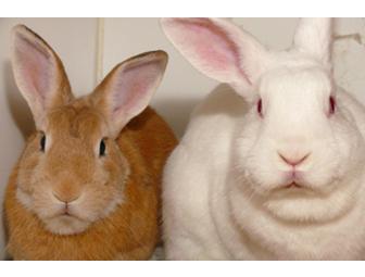 $75 Gift Certificate to Hope Veterinary Clinic