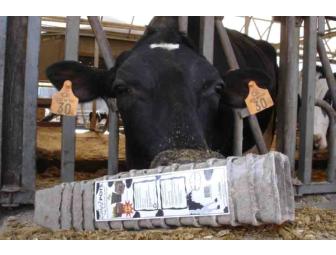 A Day on the Freund Family Farm