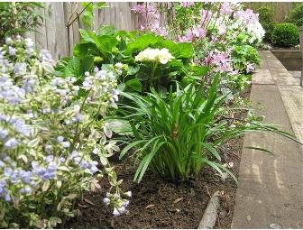 Florence's Gardens - One-Hour Expert Gardening Consultation