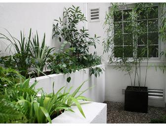 Design and Create your Dream Garden with Mac Carbonell