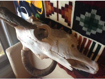 Authentic Cowskull