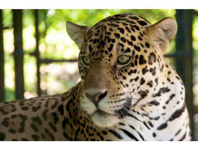 Tour for 4 People at the Panther Ridge Conservation Center