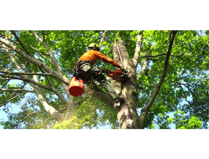 Tree Trim Certificate with Bennett Landscaping