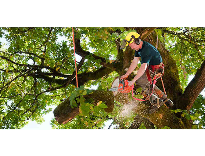 Tree Trim Certificate with Bennett Landscaping
