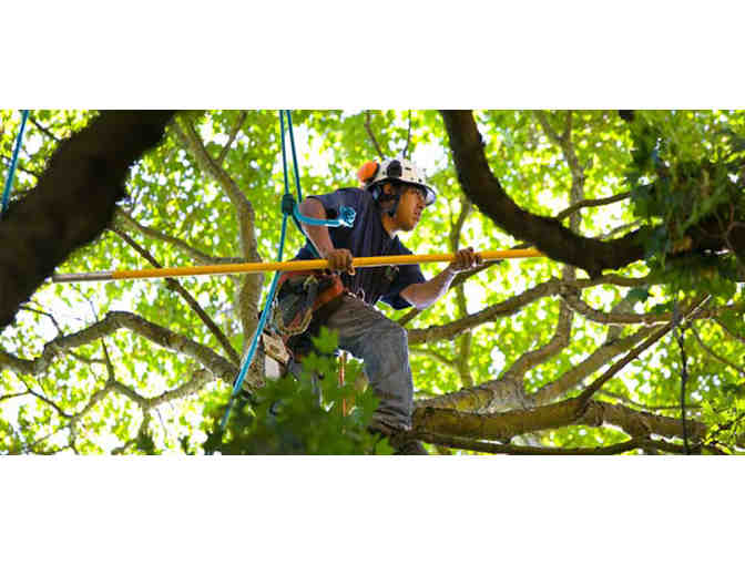 Get your Tree Trimming Done!